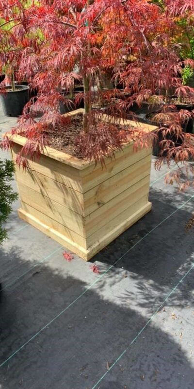 Square garden planter shown with Japanese Maple.