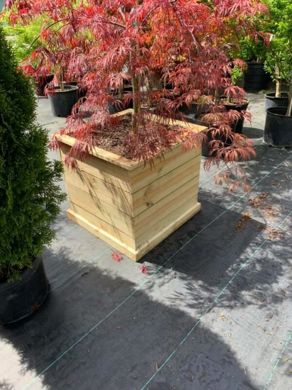 Square garden planter shown with Japanese Maple.