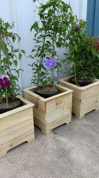 Three square garden planters shown with three flowering vines.