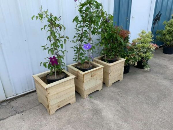 Three square garden planters shown with three flowering vines.